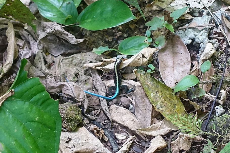 Costa Rica, parc Rainmaker : lézard commun à queue bleue (Common blue-tailed lizard)