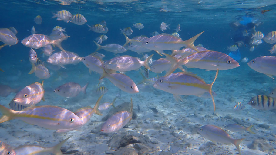 République Dominicaine, Cayo Arena : baignade au milieu des poissons