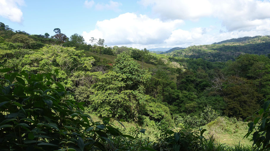 Costa Rica, cascade de Nauyaca : belle vue sur la forêt tropicale en chemin
