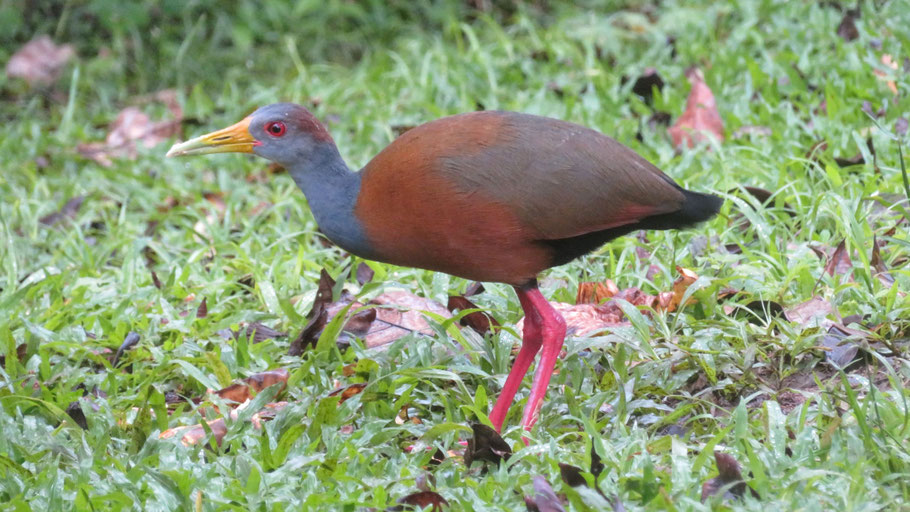 Costa Rica : Râle de Cayenne