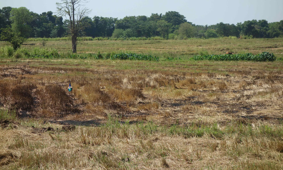 Sri Lanka : paon sauvage dans une rizière