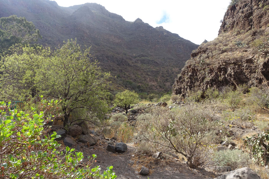 Grande Canarie : dans le barranco de Guayadeque