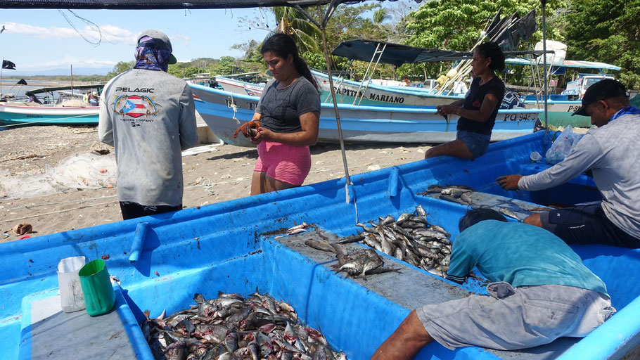 Costa RIca : vidage des poissons dans une barque, port de Tarcoles