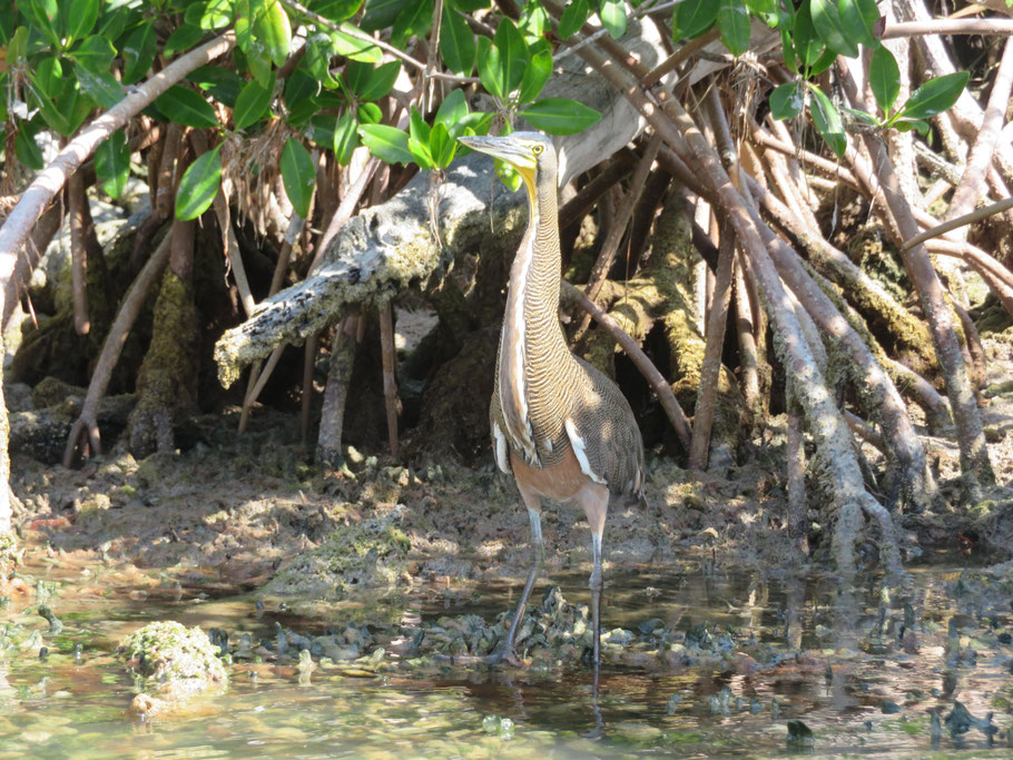 Mexique, Yucatan, Rio Lagartos : L’Onoré fascié (Tigrisoma fasciatum) ou encore Bare-throated Tiger Heron est un oiseau qui appartient à la famille des Ardéidés. 