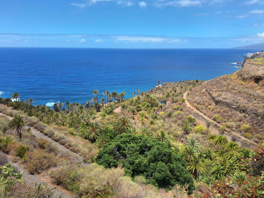 Canaries, Tenerife : Rambla de Castro (7 km de Puerto de la Cruz)