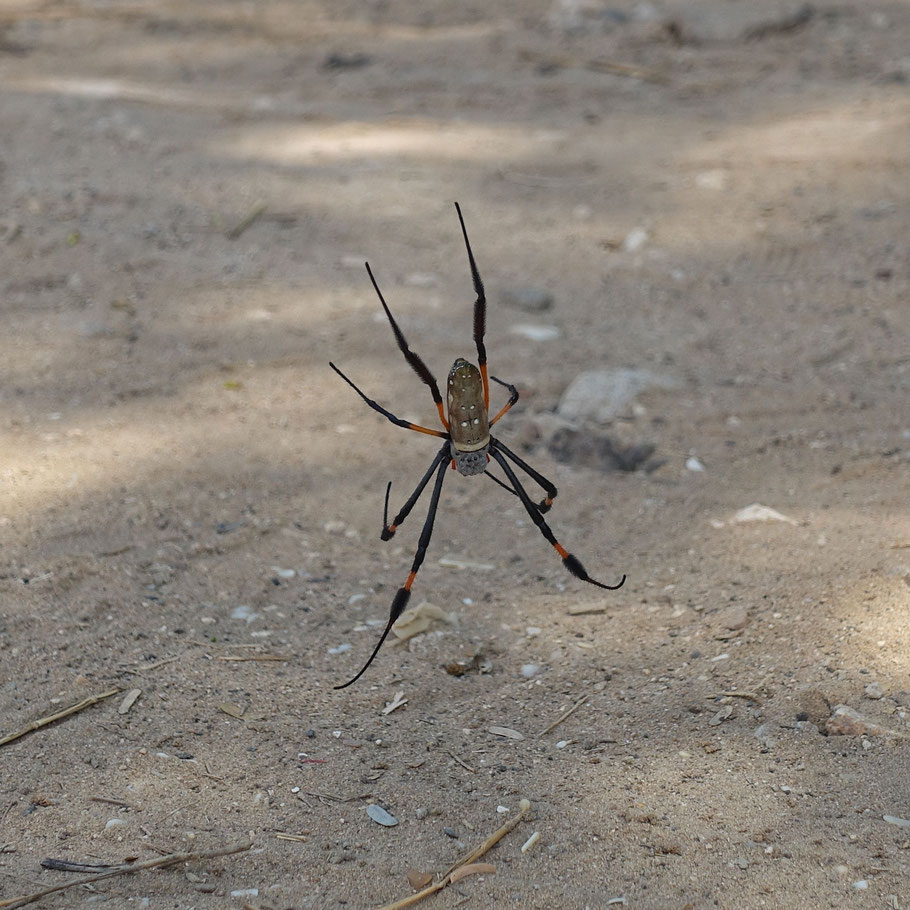 Sénégal : autre belle araignée vue à Popenguine