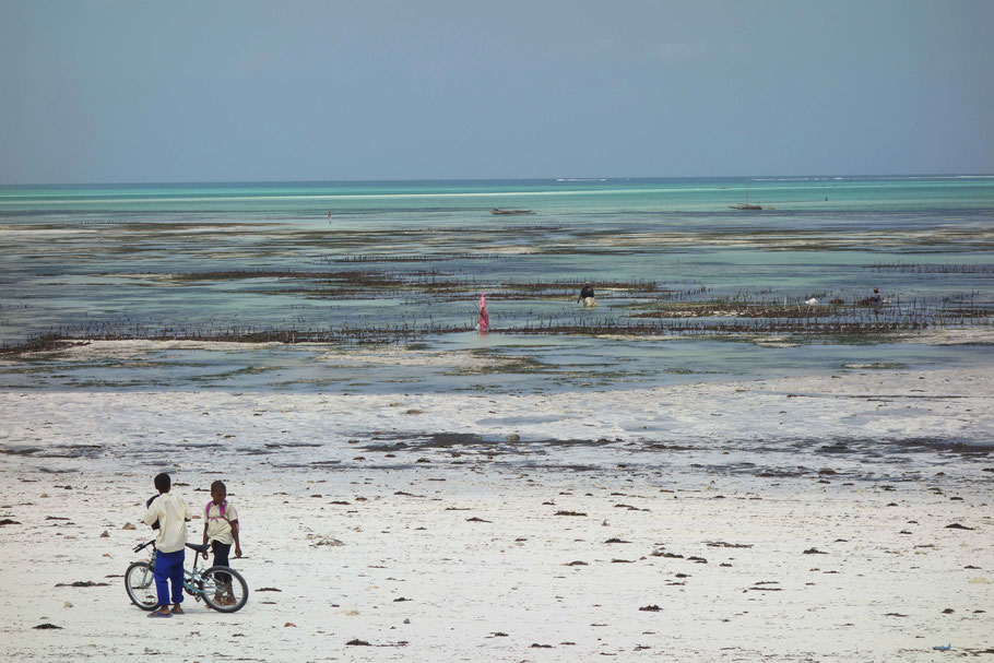 Zanzibar : plage de Jambiani
