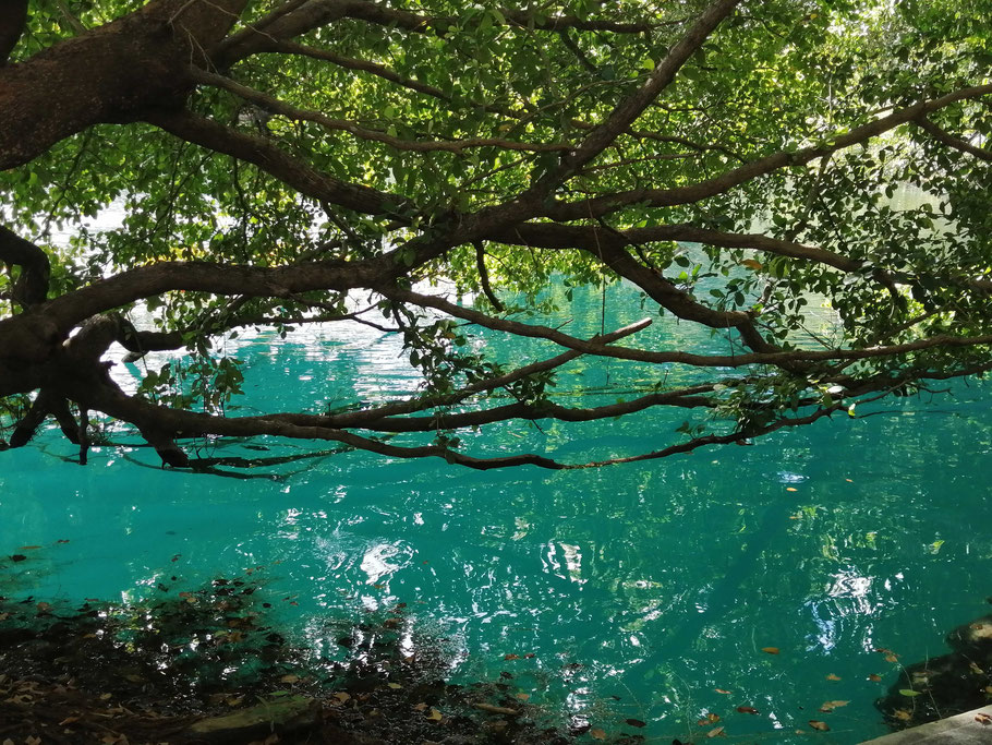 Mexique, Yucatan : cénote Azul à Bacalar