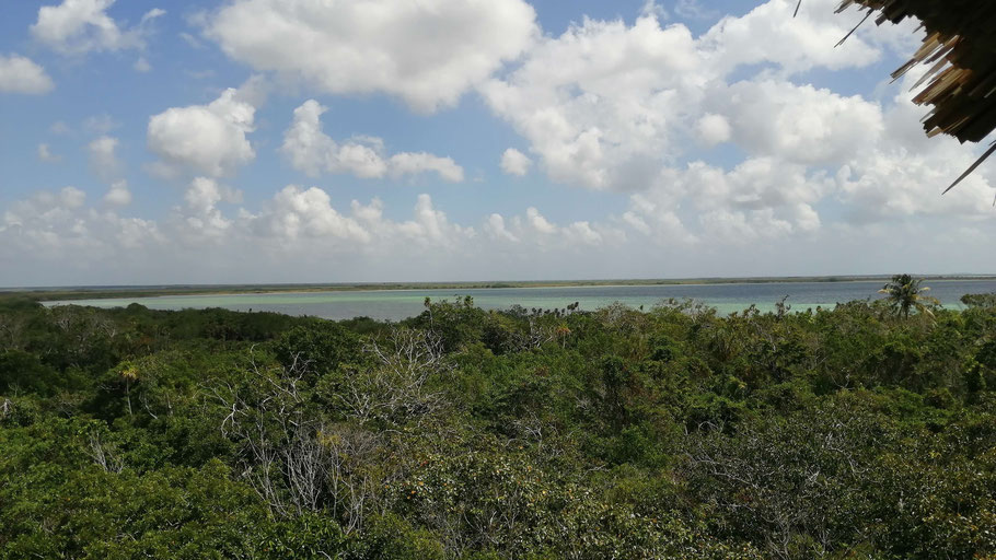 Mexique, Yucatán : panorama sur la lagune de Muyil en haut du mirador 