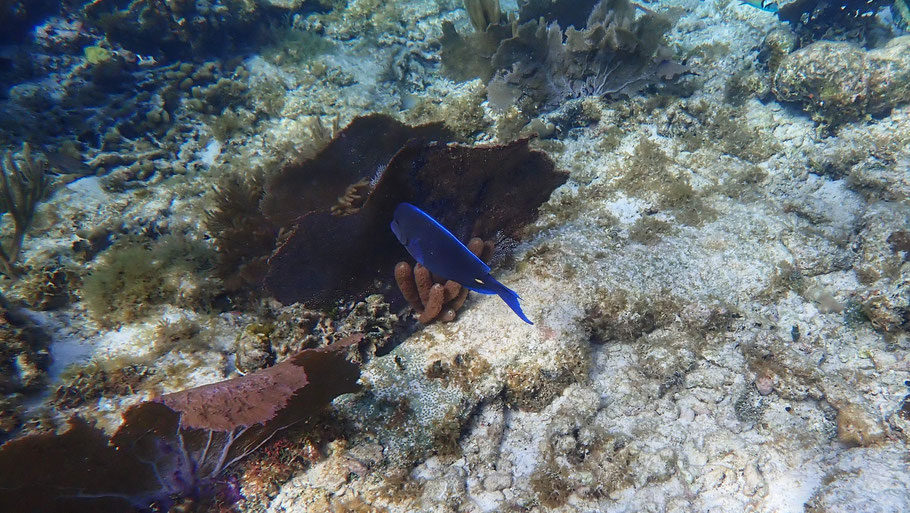 Belize, South Water Caye : Chirurgien bleu
