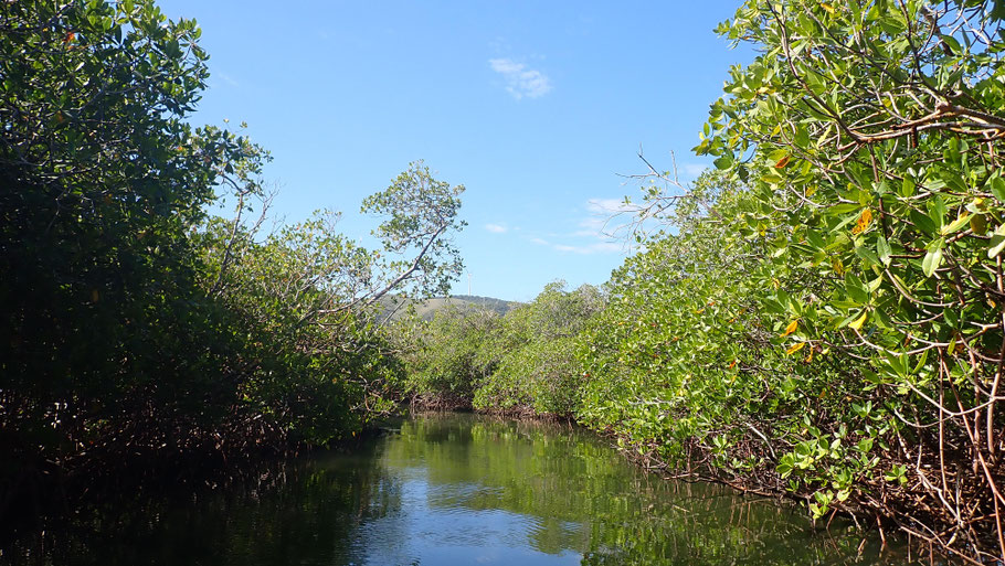 République Dominicaine : petite balade dans la mangrove le long de la côte vers Punta Rucia
