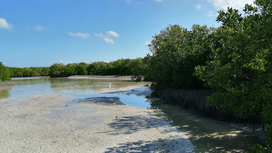 Mexique, Yucatan : lagune de Rio Lagartos