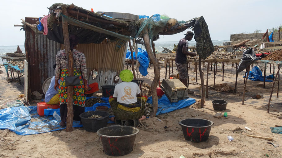 Sénégal, Sine Saloum : Djiffer, préparation du poisson pour le séchage