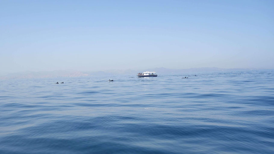 Oman, dauphins au large des côtes de Mascate lors de la sortie bateau avec le centre de plongée Extra Divers Qantab