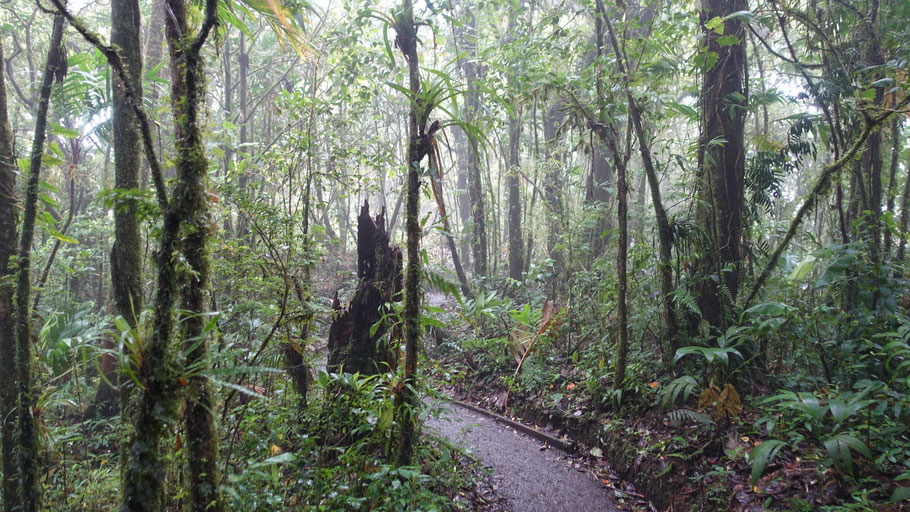 Costa Rica : balade dans la forêt de la réserve de Santa Elena