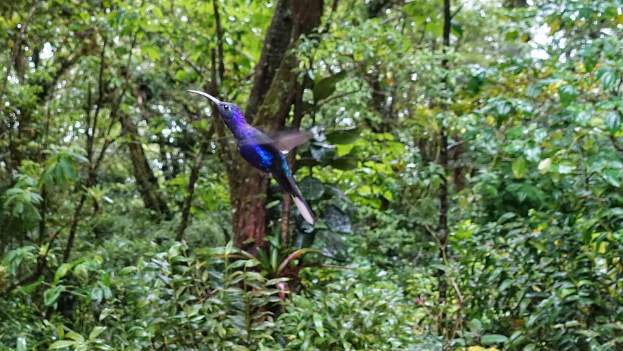 Costa Rica, Monteverde : colibri en plein vol au Hummingbird cafe