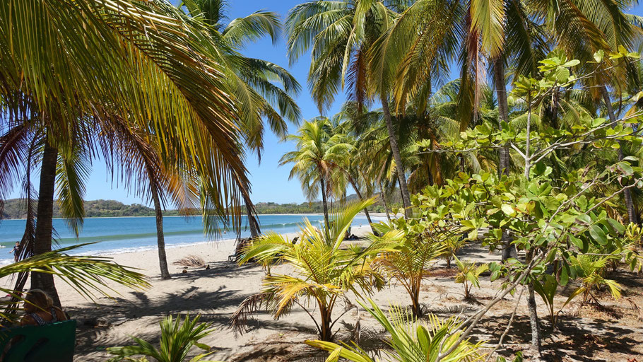 Costa Rica : Playa Carillo et ses cocotiers