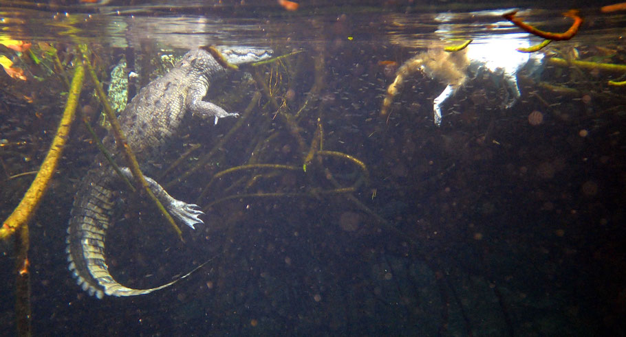 Pancho le crocodile de Morelet dans le Cenote Manati