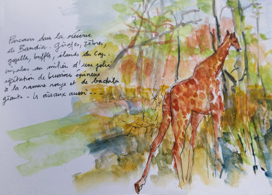 Parcours dans la réserve de Bandia, aquarelle d'Alex Leroux (carnet de voyage Sénégal 2022)