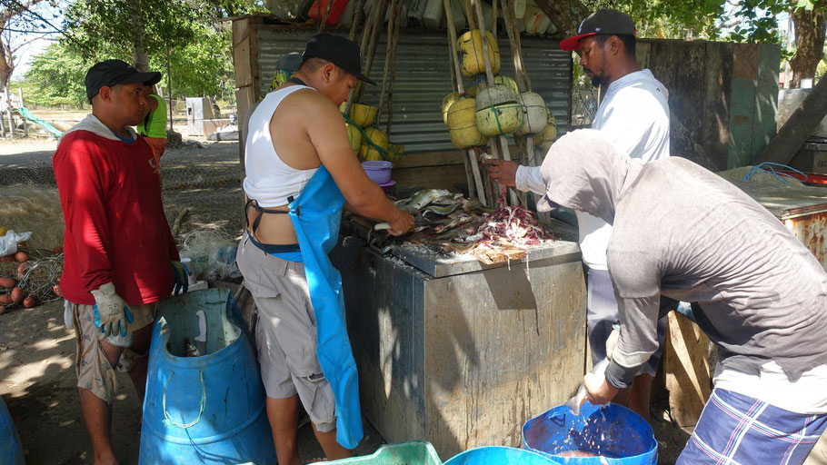 Costa Rica : vidage des poissons dans le port de Tarcoles