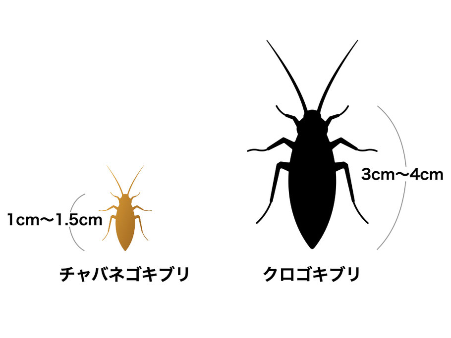 チャバネゴキブリとクロゴキブリの体の大きさ。チャバネゴキブリは1センチから1.5センチ。クロゴキブリは3センチから４センチ。