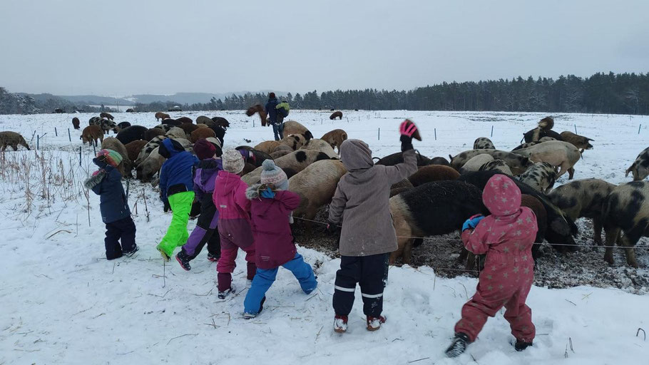 Kindergruppe füttert die Kulmbacher Weideschweine im Schnee – wir bieten Bauernhof Erlebnisse zu jeder Jahreszeit