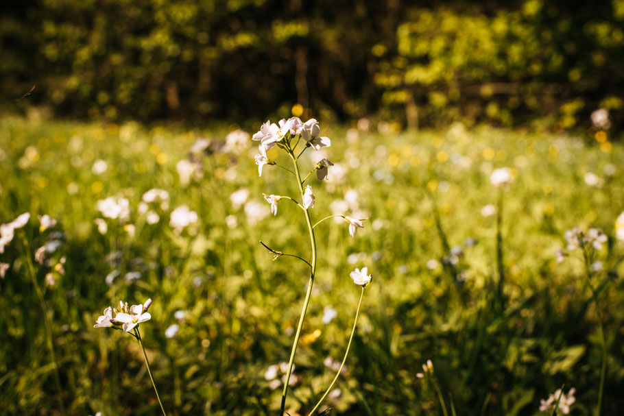 Teufelsklinge Heubach, Stift und Linse, Heubach, Wanderung, wandern, Natur