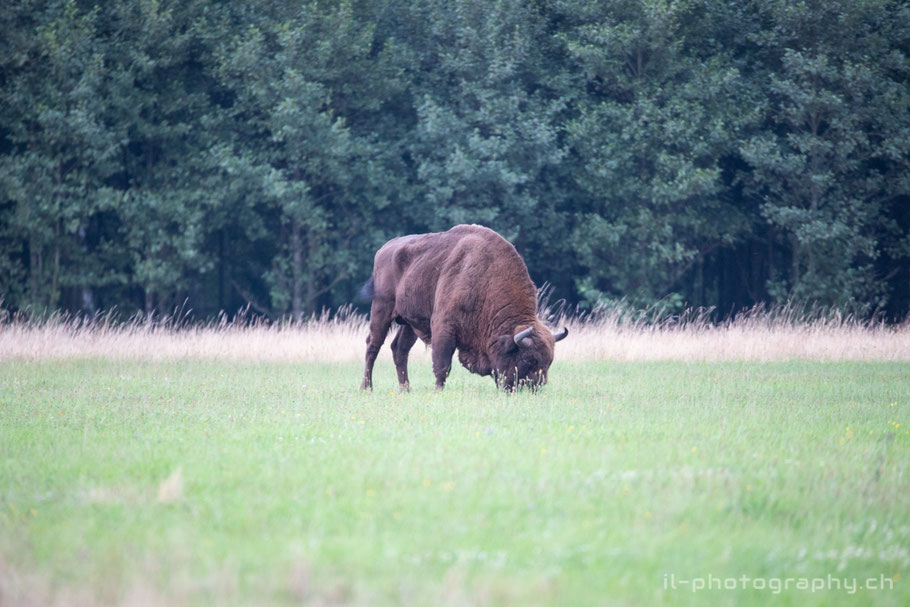 Bialowieza Poland Wisent
