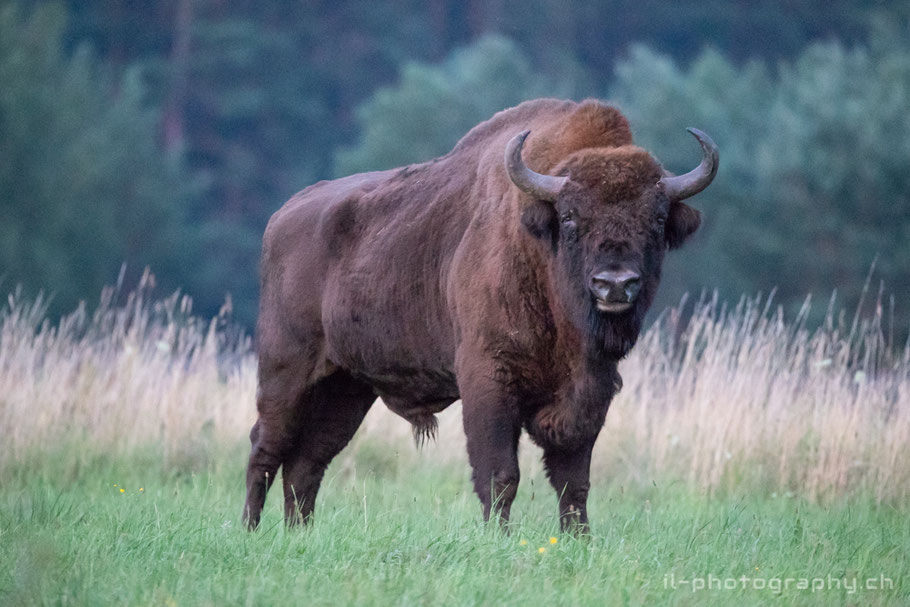 Bialowieza Poland Wisent 