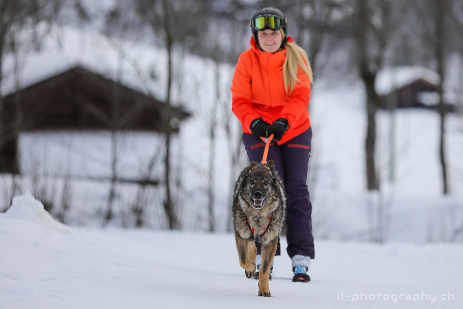 Hundefotografie im Schnee auf dem Männlichen.