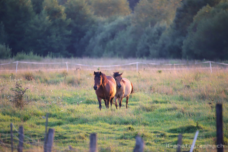 Bialowieza Poland Wisent
