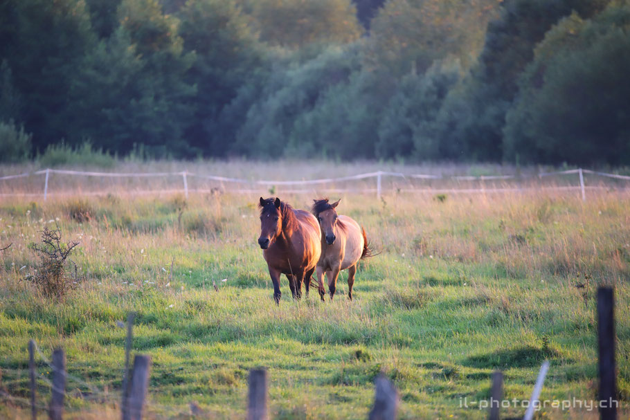 Bialowieza Poland Wisent 