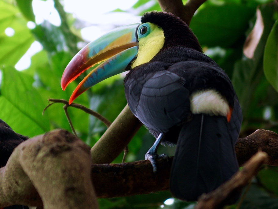 Tukan im brasilianischen Regenwald