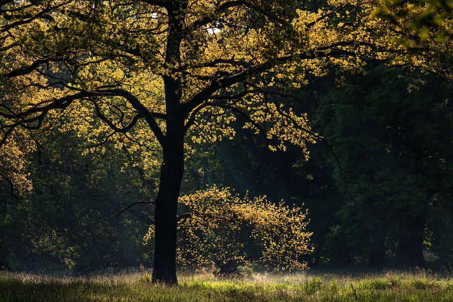 Eiche im Gegenlicht, Dessauer Tiergarten, Sebastian Kaps