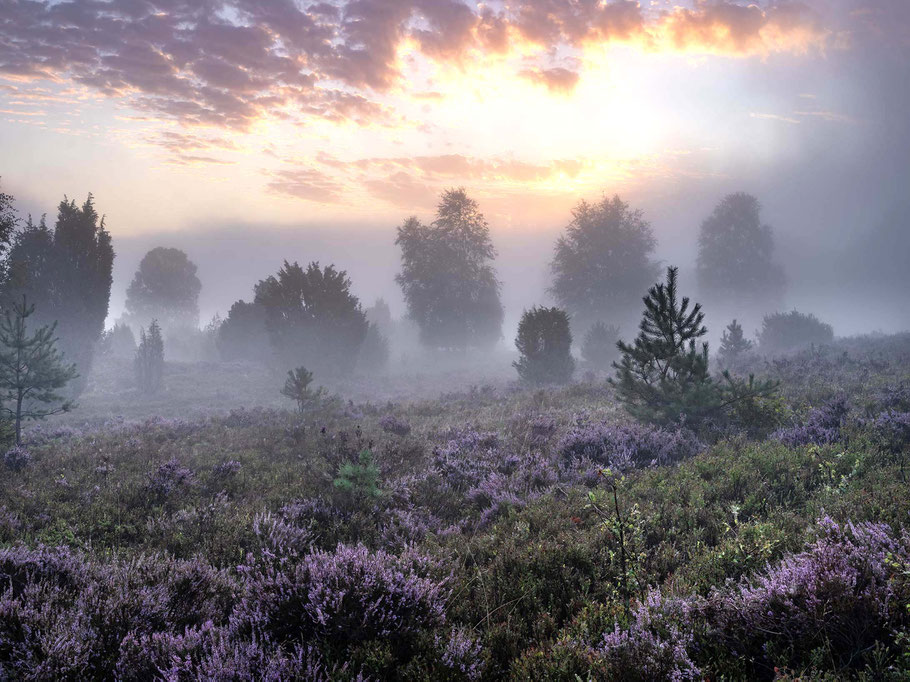 Wilseder Berg in der Lüneburger Heide