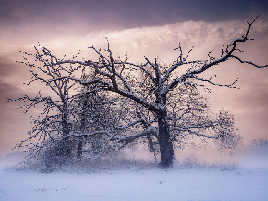 Winter, Elbauen, Eichen, Sebastian Kaps