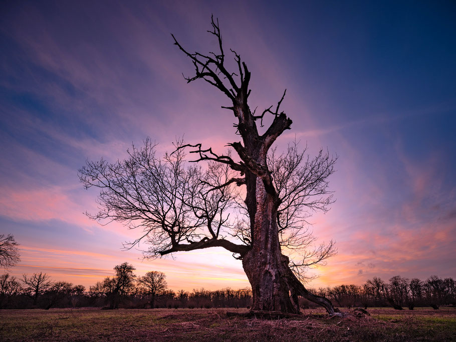 Fotokurs in Sachsen-Anhalt - Landschaftsfotografie im Dessau-Wörlitzer Gartenreich