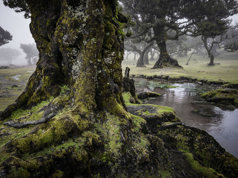 Feenwald bei Fanal, Madeira