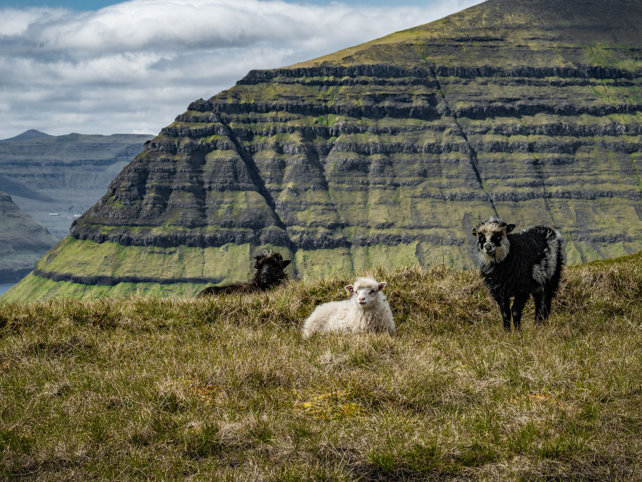 Schafe, Berg, Färöer