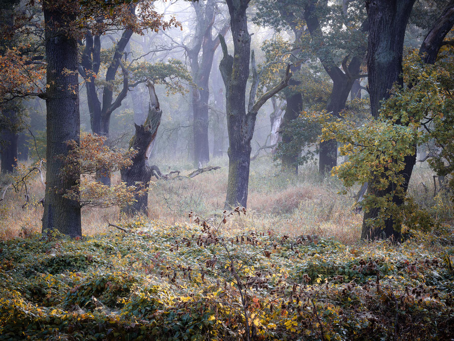 Eichenwald in der Dessauer Muldaue