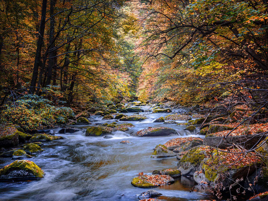 Herbstliches Bodetal