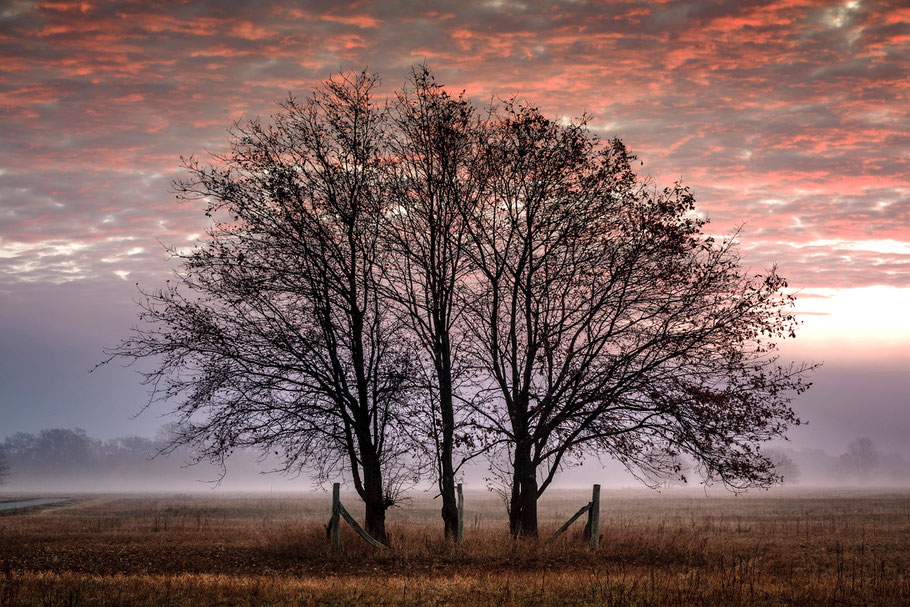 Baumgruppe bei Morgenrot