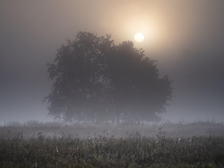 Morgengrauen in der Elbaue
