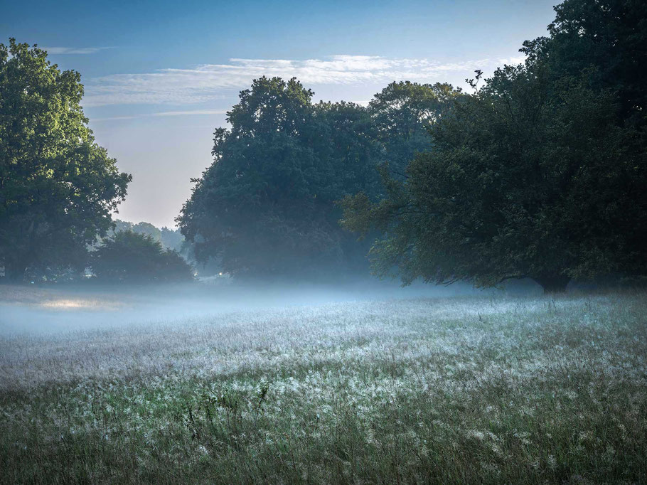 Landschaftsfotografie lernen, Nebel, Bäume