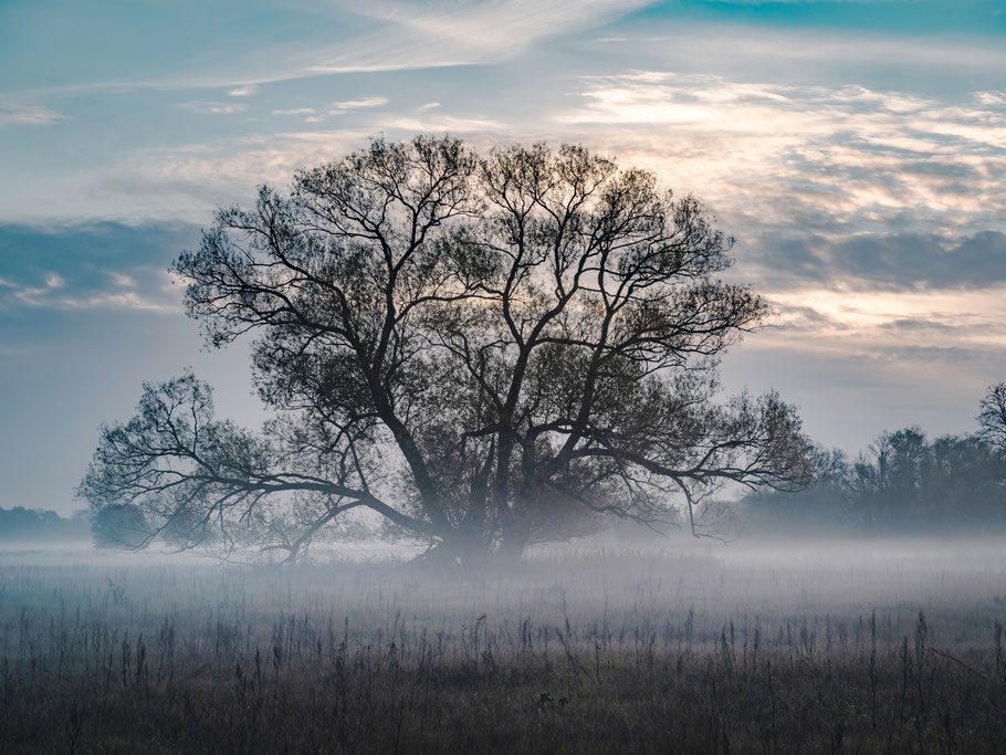 Elbauen im Nebel