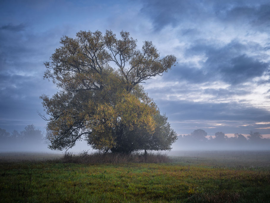 Elbauen im Morgennebel, Sebastian Kaps