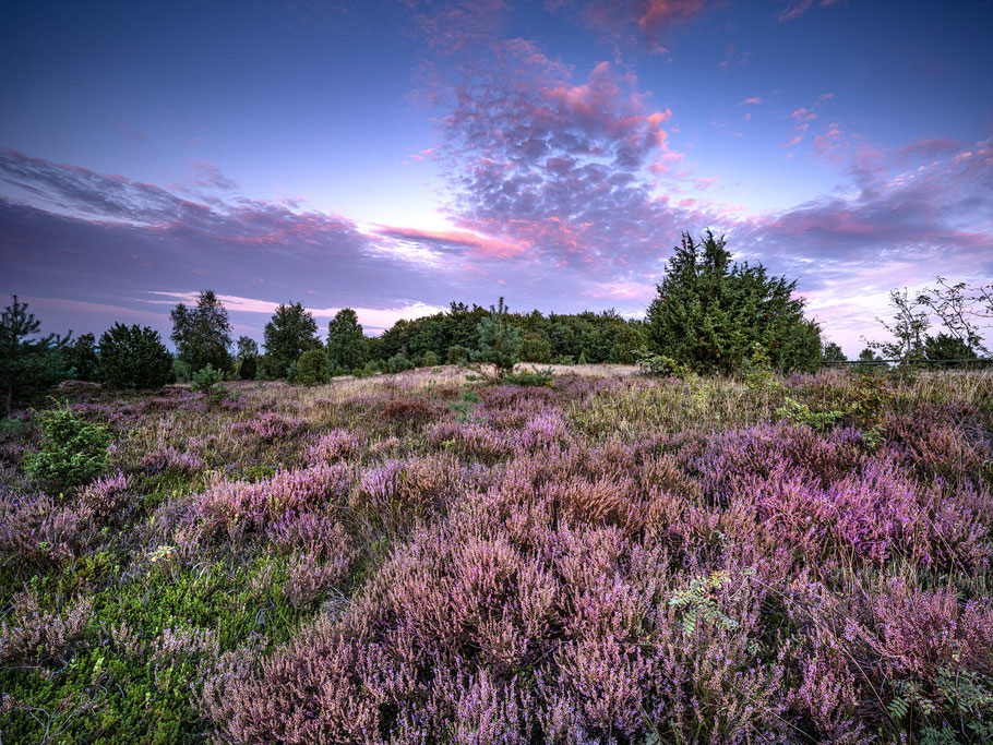 blühende Heide auf dem Wilseder Berg