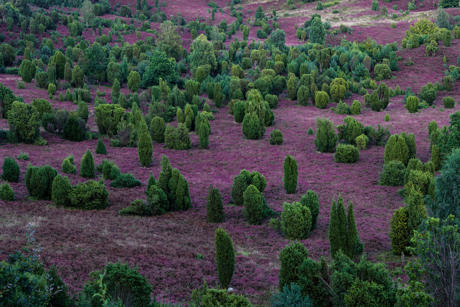 Blühende Lüneburger Heide, Totengrund