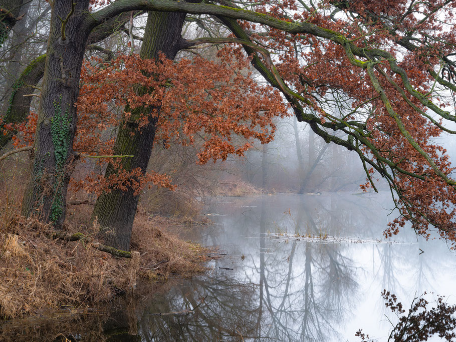 Morgennebel in den Muldauen