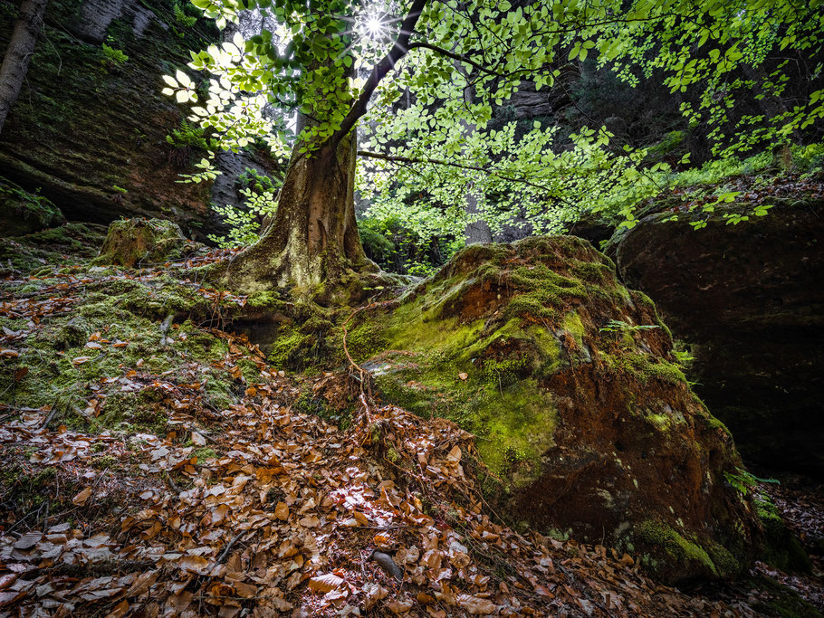 In der Wilden Klamm